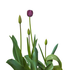 Black late tulips  