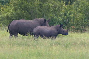 Fototapeta premium White Rhinoceros; mother and calf