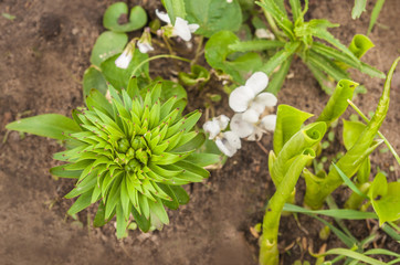Saffron lilies (Lilium dahuricum; Lilium pensylvanicum) on garden. flat lay