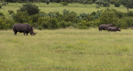 Nashornfamilie in der grünen Savanne, Nationalpark Afrika