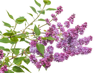 Blooming double purple lilac on a white background