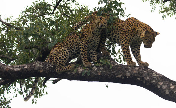Zwei Leoparden sitzen auf einem Baum, S&uuml;d Afrika
