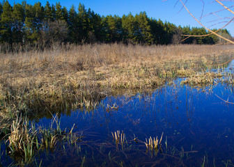 Spring swamps with forest view.