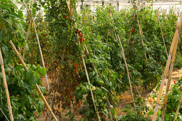 Seedlings and tomatoes growing on branch in greenhouse