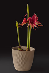 Hippeastrum (amaryllis) Bogota   in  pot on a black background