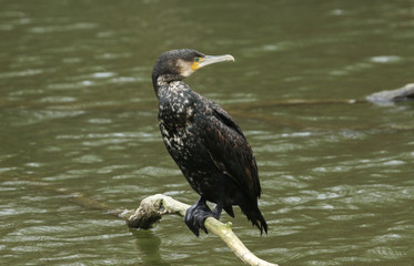 A Cormorant, Phalacrocorax carbo, perching on a fallen tree in a river.