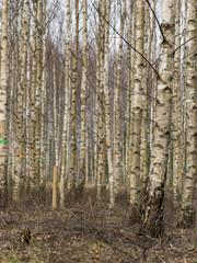 landscape with fragments of birch trunks on a blurred background
