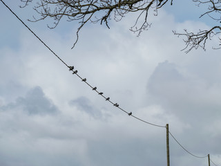picture with birds on wire