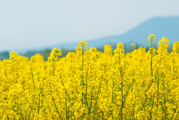 Obraz premium Oilseed rape