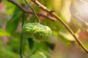 bergamot fruits on  tree with sunlight background.