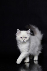 Highland stright kitten. Silver chinchilla color. Black background