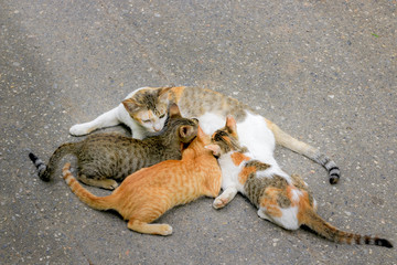 The cat family is eating milk on the street.