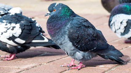 a beautiful blue-gray pigeon on the sidewalk.
