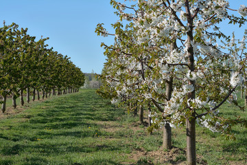 The garden of the cherry blossoms