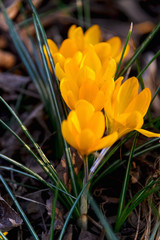 Flowering crocuses with yellow petals (Spring Crocus). Crocuses are the first spring flowers that bloom in early spring.