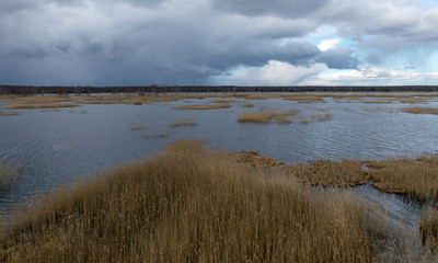 Obraz premium view from tower to bog lake, many reeds