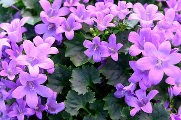 A plant with small purple flowers. Blooming spring plant. Purple flowers close-up.