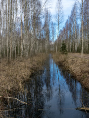  swamp ditch in spring, trees and sky shine in water