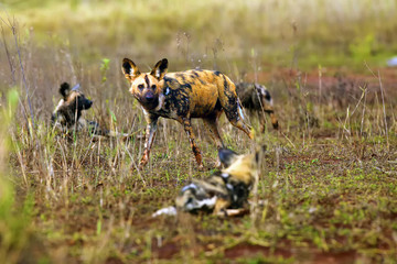 The African wild dog, African hunting dog, or African painted dog (Lycaon pictus) pack of dogs,...