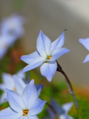 にらの花