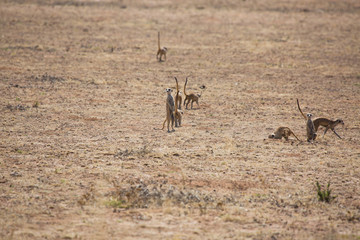 Wildlife in Kalahari