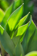 Tulip leaves