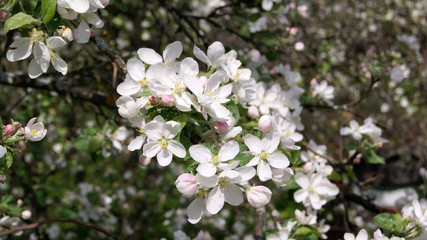 White flowers on apple branches close-up on spring day