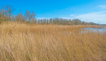 Fototapeta premium Reed along the edge of a lake in a natural park below a blue cloudy sky in sunlight in winter