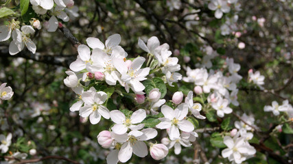 White flowers on apple branches close-up on spring day. 