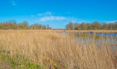 Reed along the edge of a lake in a natural park below a blue cloudy sky in sunlight in winter