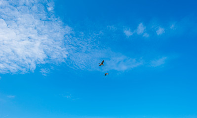 Fototapeta na wymiar Two geese flying in a blue cloudy sky of a natural park in sunlight in winter 