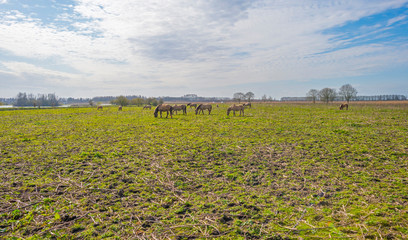 Horses in a field in a green natural park below a blue cloudy sky in sunlight in winter © Naj