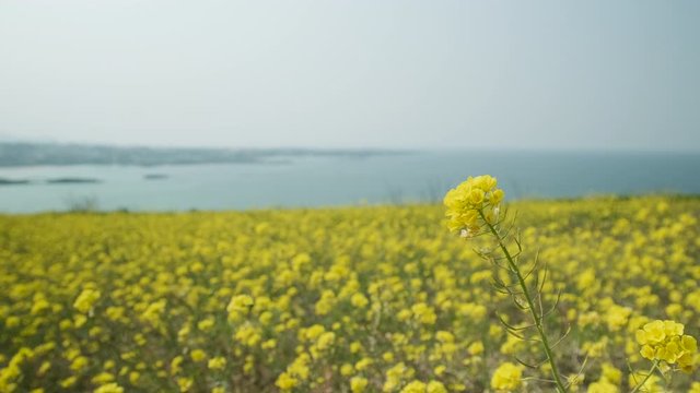 Yellow conola flower field with sea horizon.