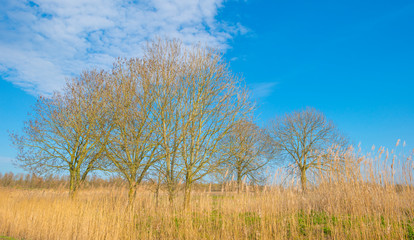 Obraz premium Forest in wetland with deciduous trees below a blue sky in sunlight in winter