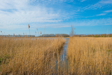 Reed along the edge of a lake in a natural park below a blue cloudy sky in sunlight in winter