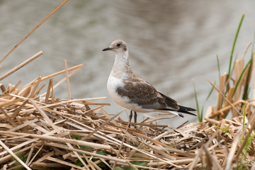Mouette à tête grise,.Chroicocephalus cirrocephalus, Grey headed Gull