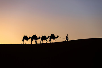 Fototapeta na wymiar Silhouette of a camel caravan at sunrise in desert Sahara, Morocco