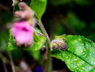 Echtes Lungenkraut Knospe