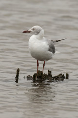 Obraz premium Mouette à tête grise,.Chroicocephalus cirrocephalus, Grey headed Gull