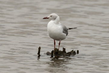 Mouette à tête grise,.Chroicocephalus cirrocephalus, Grey headed Gull