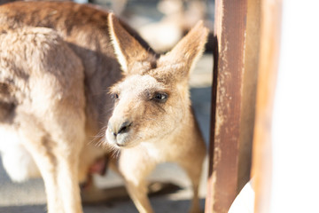 カンガルー