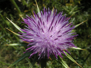 Flor de cardo (Carduus pycnocephalus).