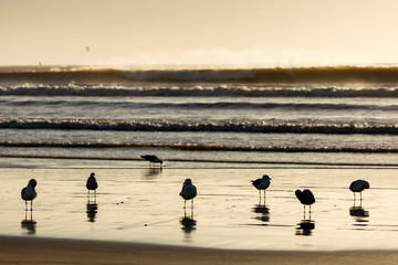 Seagulls staying on the beach in Essaouira, Morocco