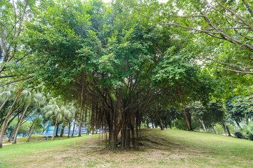 A large tropical tree in the recreation Park.