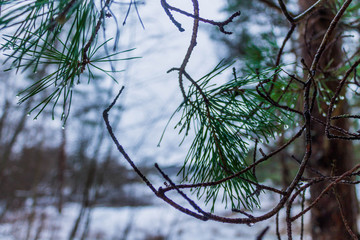 Winter frozen tree with dew