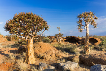 Quiver trees in Augrabies national park