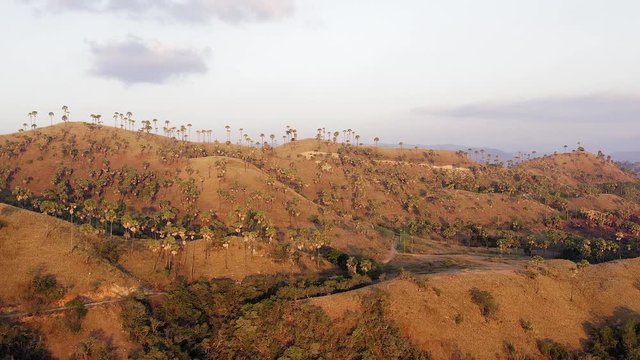 Aerial view of Palm Trees lined on Rinca Island mountain crest at Sunset, Golden hour in Indonesia.