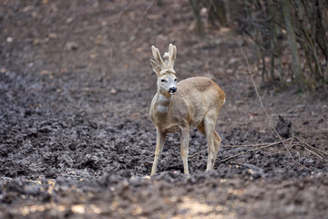 Roebuck in the forest