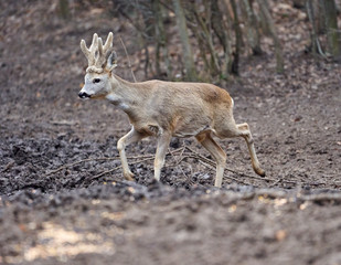 Roebuck in the forest