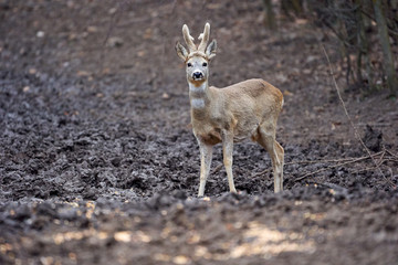 Roebuck in the forest